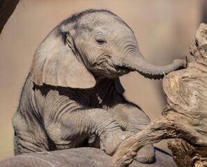image of a baby elephant