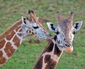 image of two giraffes