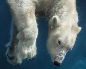 image of a polar bear