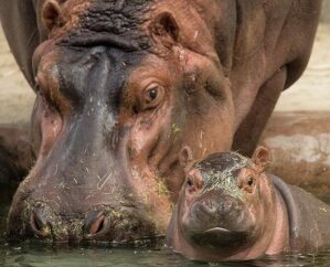 image of a hippo