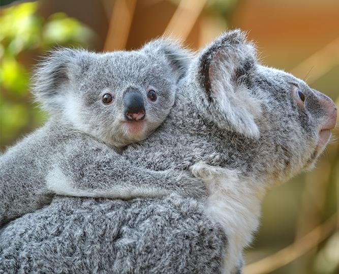 image of two koala