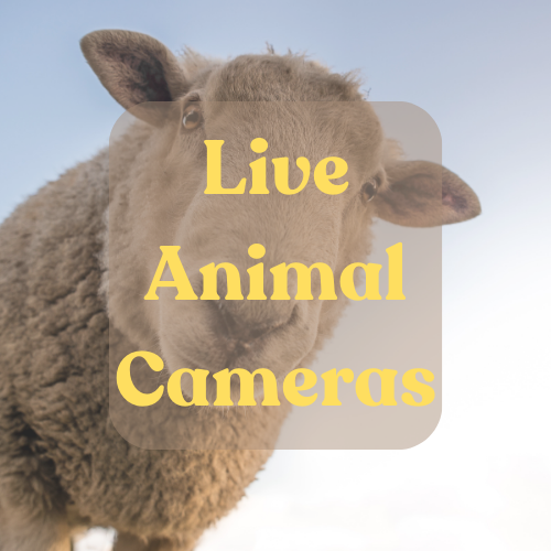 image of sheep overlayed with text live animal cameras