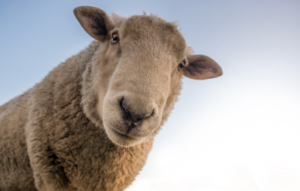 image of sheep