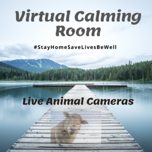 virtual calming room animal image