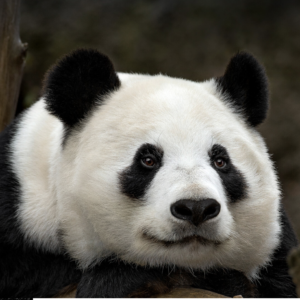 image of a panda